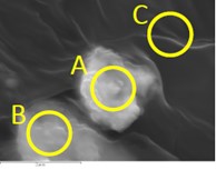 図4 2WEL2101A WDX点分析の概略位置 点A:U含有粒子上 点B:U含有粒子周辺の粒子 点C:カーボンテープ上