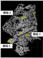 図31(a)　8A粒子の断面金相（研磨後）