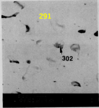 図37(c)　領域-2の拡大BSI